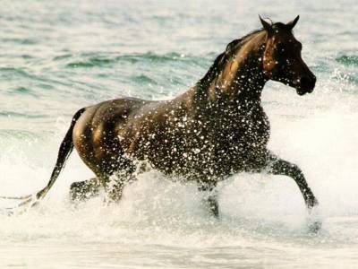 le cheval
